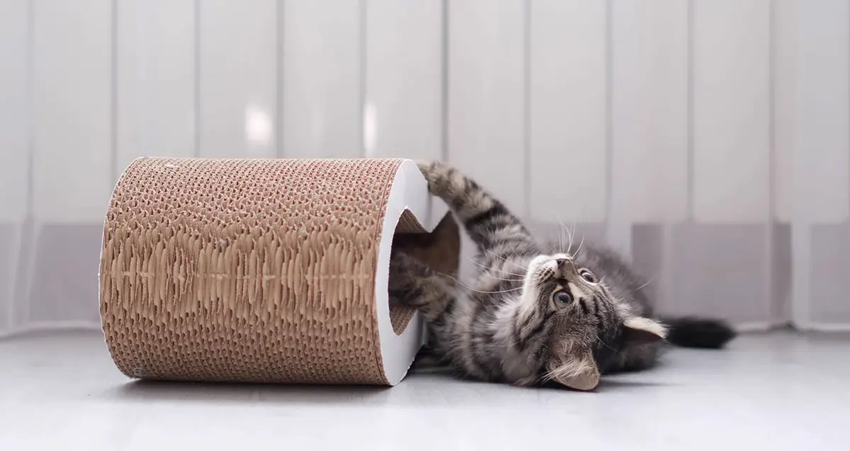 Griffoir pour chat | Pitou Minou et Compagnons