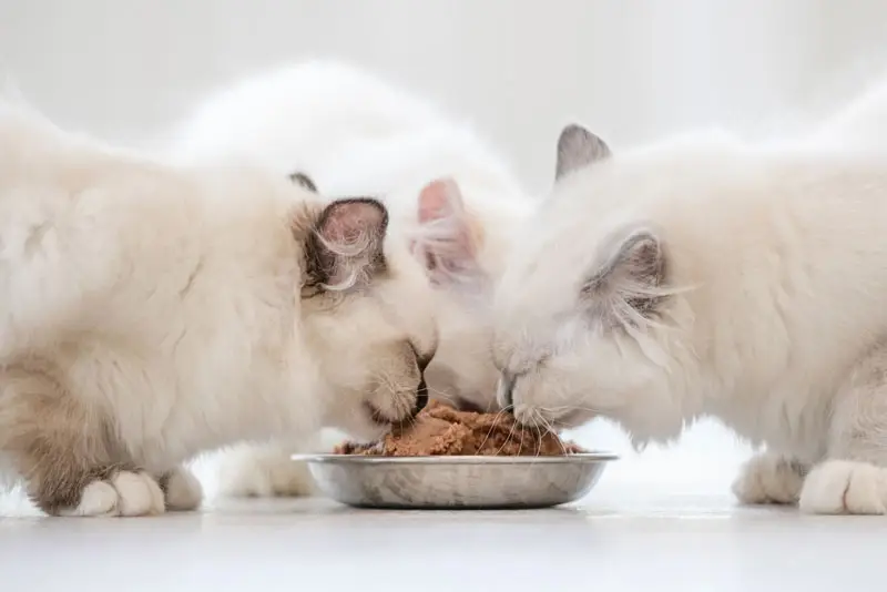 Meilleure nourriture pour chats | Pitou Minou et Compagnons