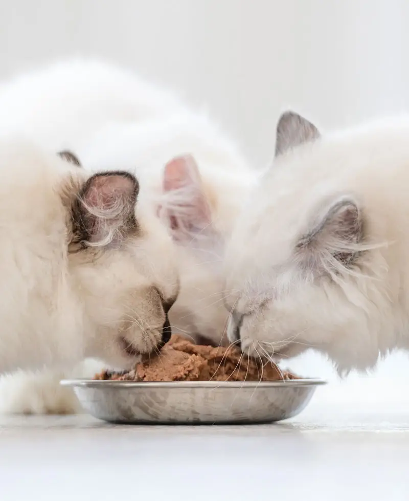 Meilleure nourriture pour chats | Pitou Minou et Compagnons