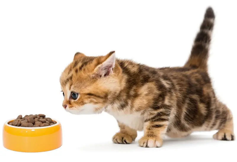 Meilleure nourriture pour chats | Pitou Minou et Compagnons