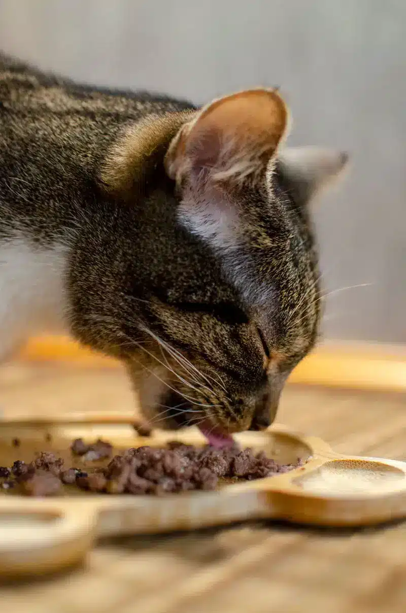 Meilleure nourriture pour chats | Pitou Minou et Compagnons
