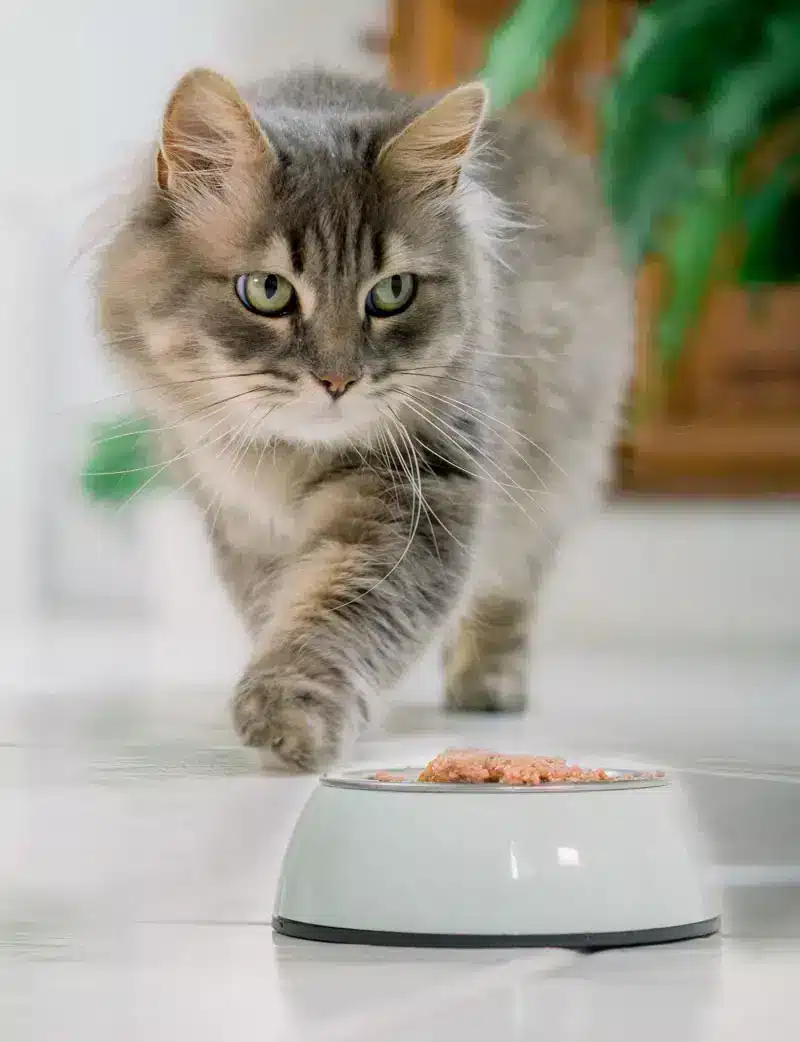 Meilleure nourriture pour chats | Pitou Minou et Compagnons