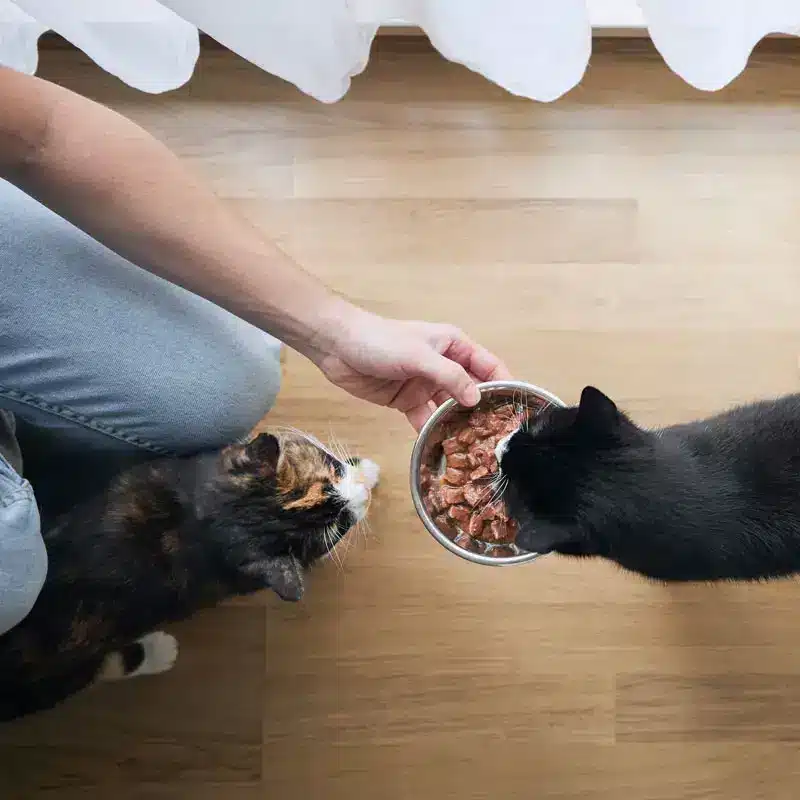 Meilleure nourriture pour chats | Pitou Minou et Compagnons