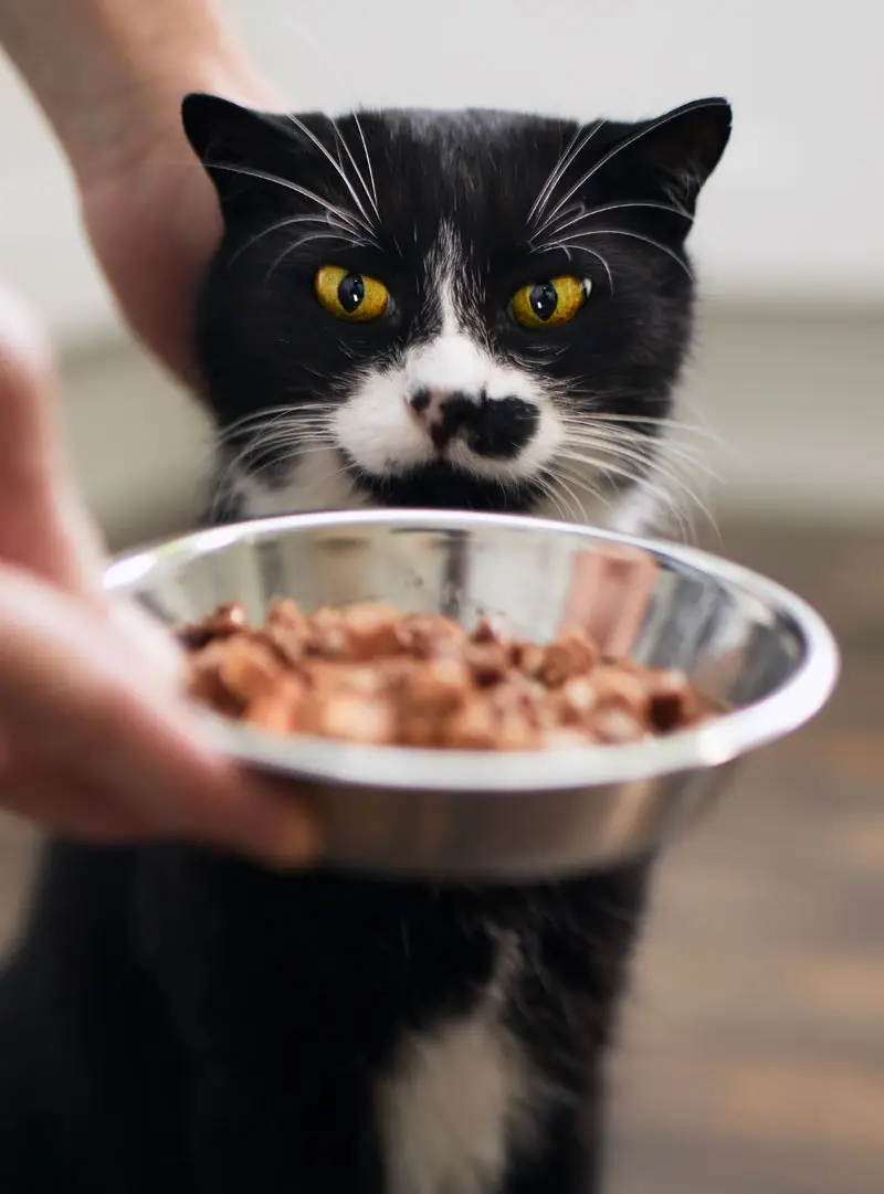 Meilleure nourriture pour chats | Pitou Minou et Compagnons
