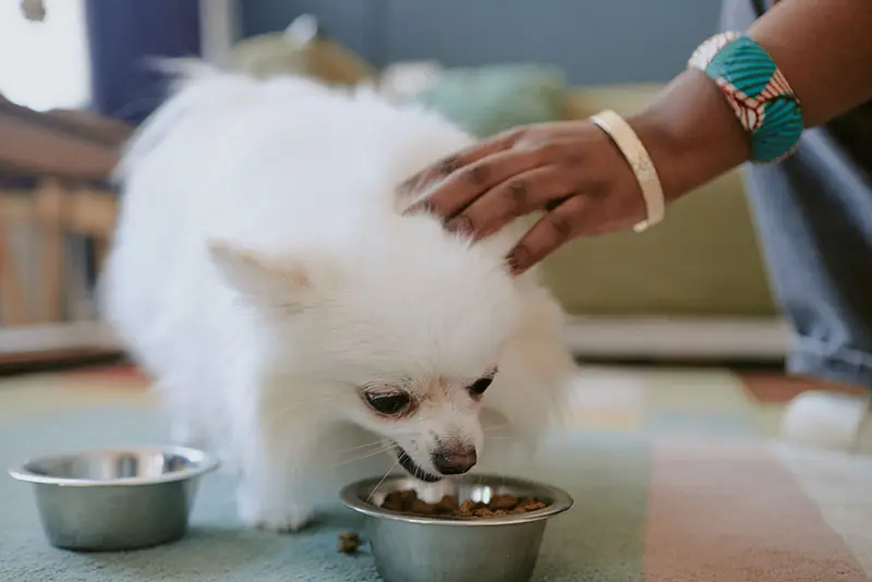 Nourriture pour chiens | Pitou Minou et Compagnons