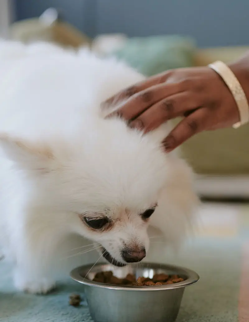 Nourriture pour chiens | Pitou Minou et Compagnons