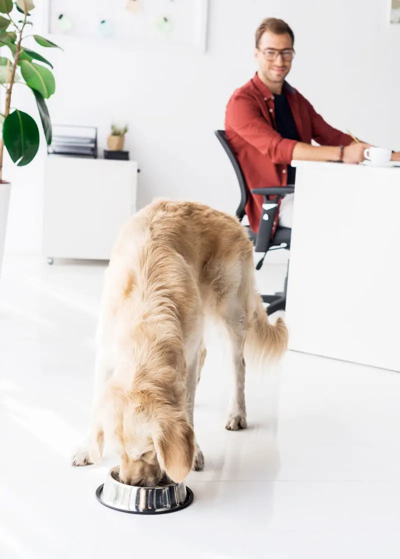 Nourriture pour chiens | Pitou Minou et Compagnons