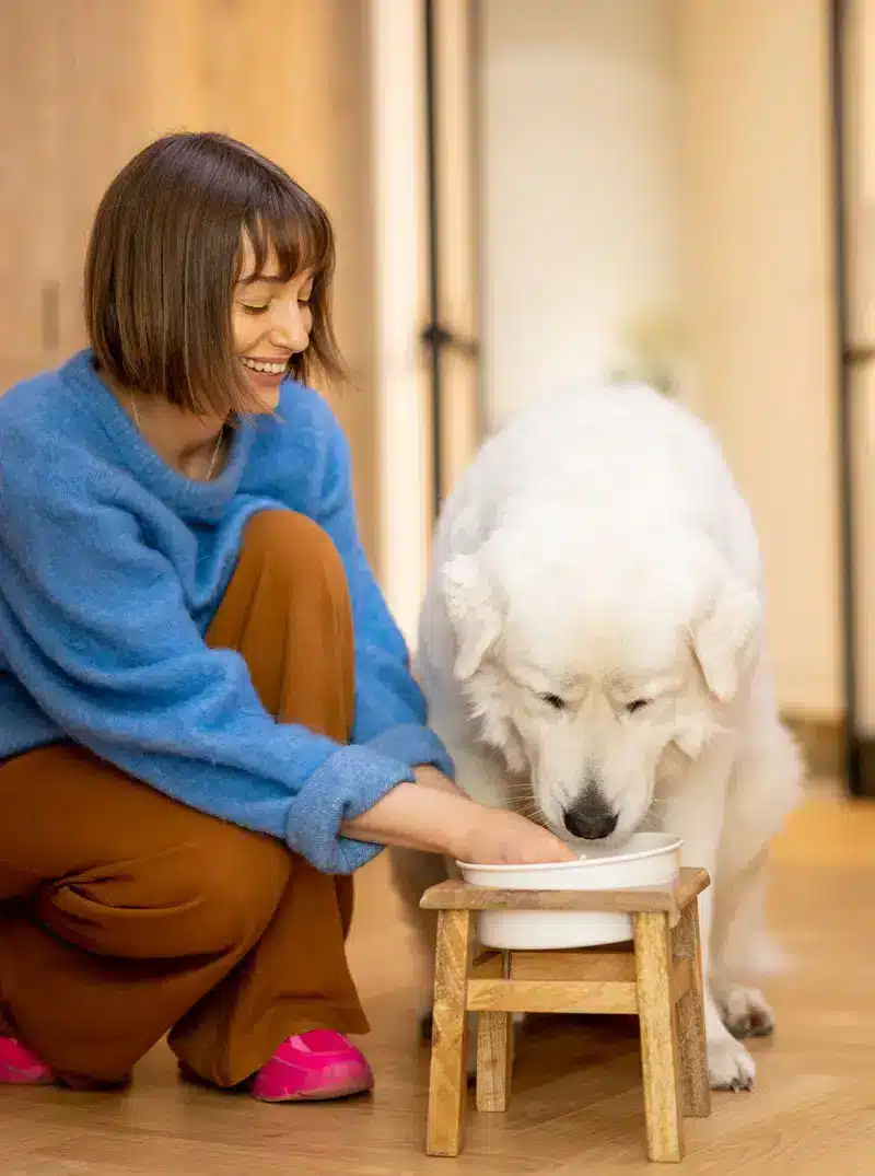 Nourriture pour chiens | Pitou Minou et Compagnons