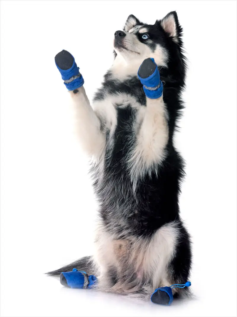 Protéger les pattes et griffes de son chien | Pitou Minou & Compagnons