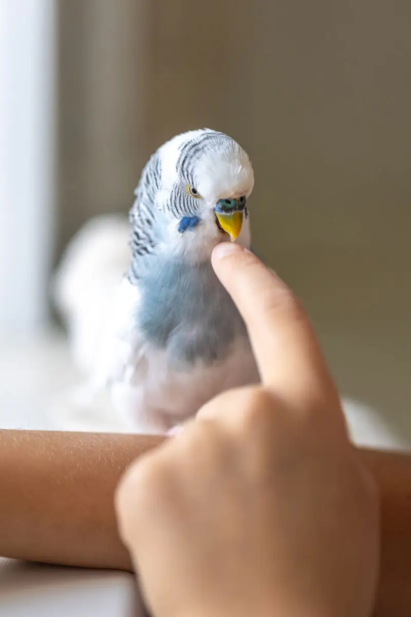 Oiseau de compagnie | Pitou Minou et Compagnons