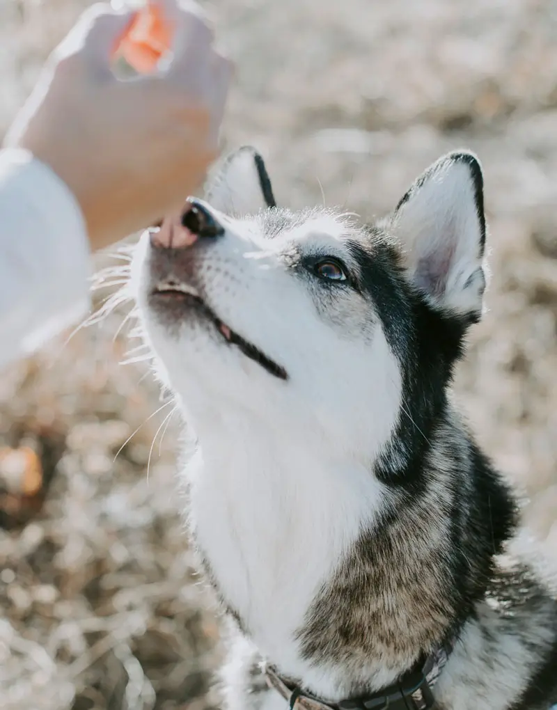 Chien Husky | Oven-Baked Tradition