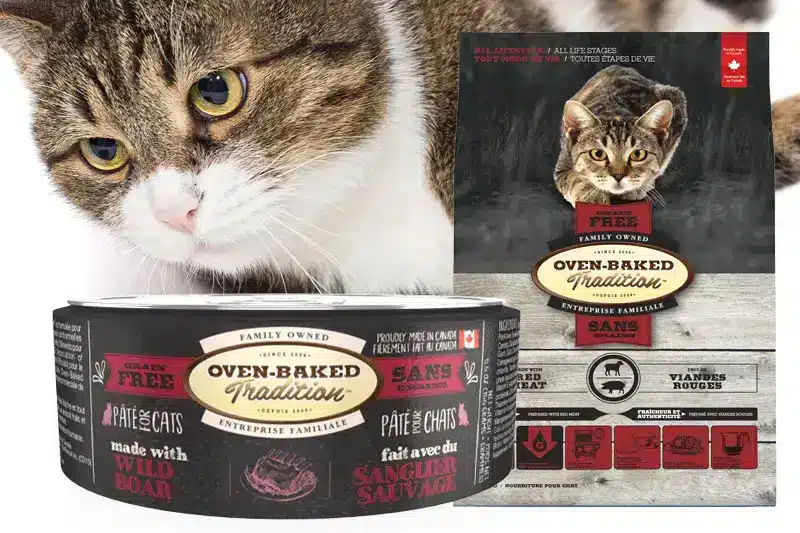Chat avec nourriture en conserve | Oven-Baked Tradition