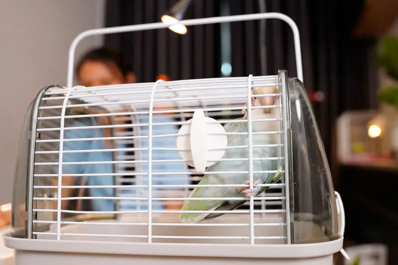 Cage d'oiseau de compagnie | Pitou Minou et Compagnons