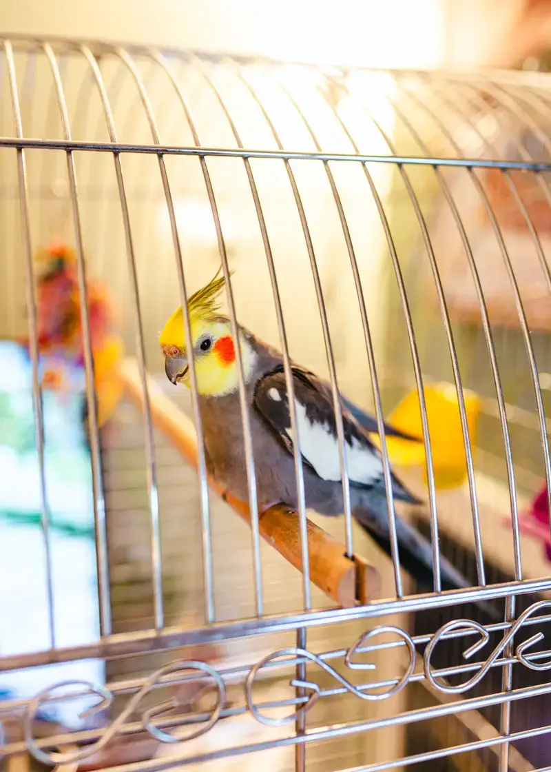 Oiseau de compagnie en cage | Pitou Minou et Compagnons