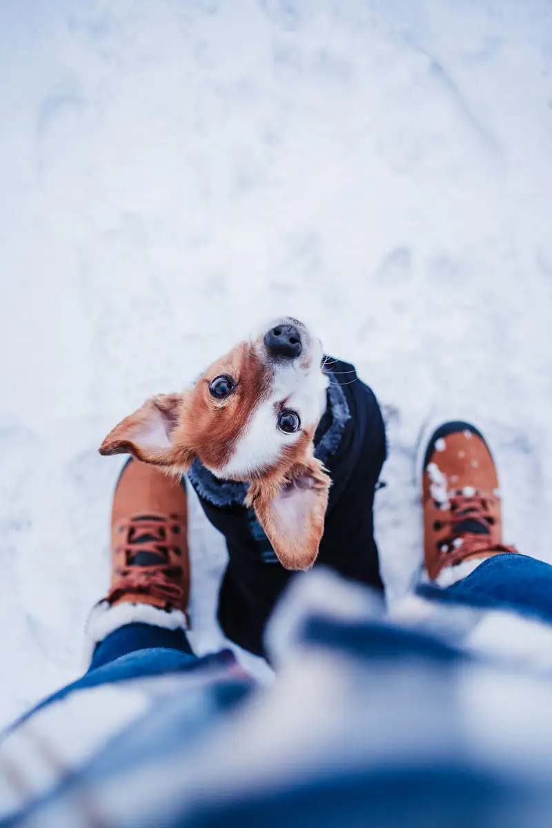 Protéger les pattes et griffes de son chien | Pitou Minou & Compagnons