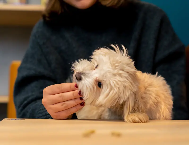 Nourriture de chien | Oven-Baked Tradition