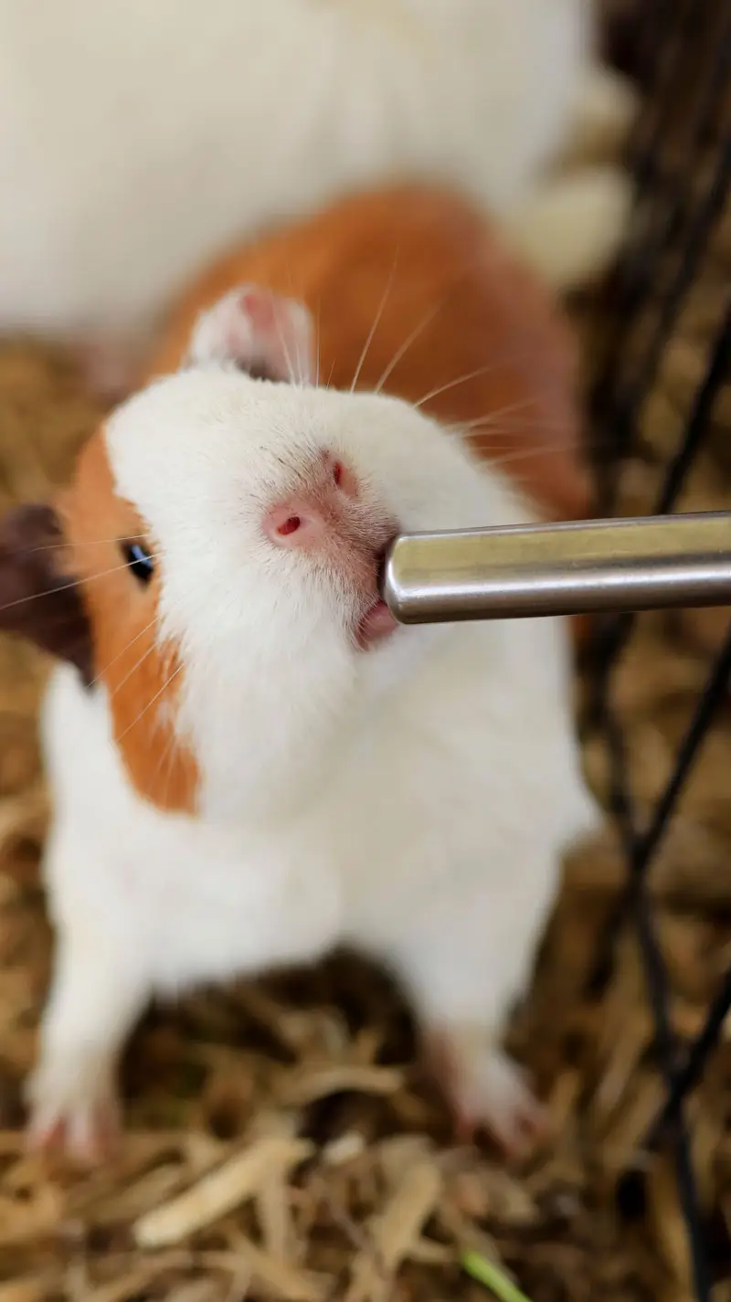 Cochon dinde dans une cage | Pitou Minou & Compagnons