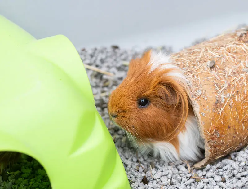 Cochon dinde dans une cage | Pitou Minou & Compagnons