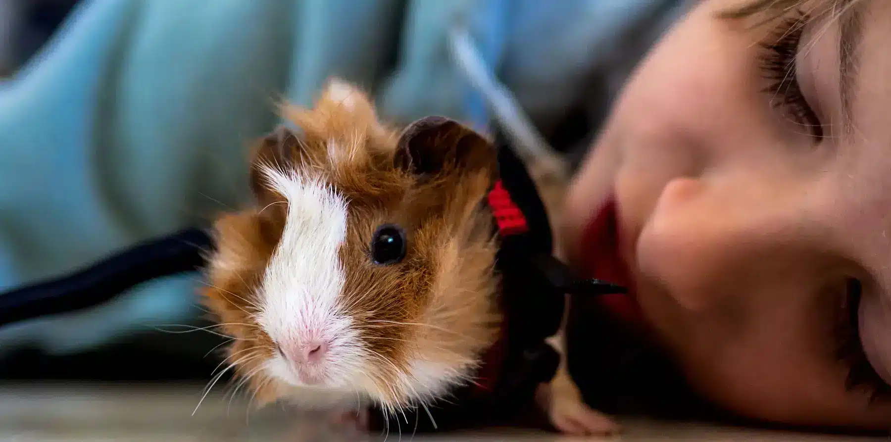 Cochon dinde avec jeune fille | Pitou Minou & Compagnons