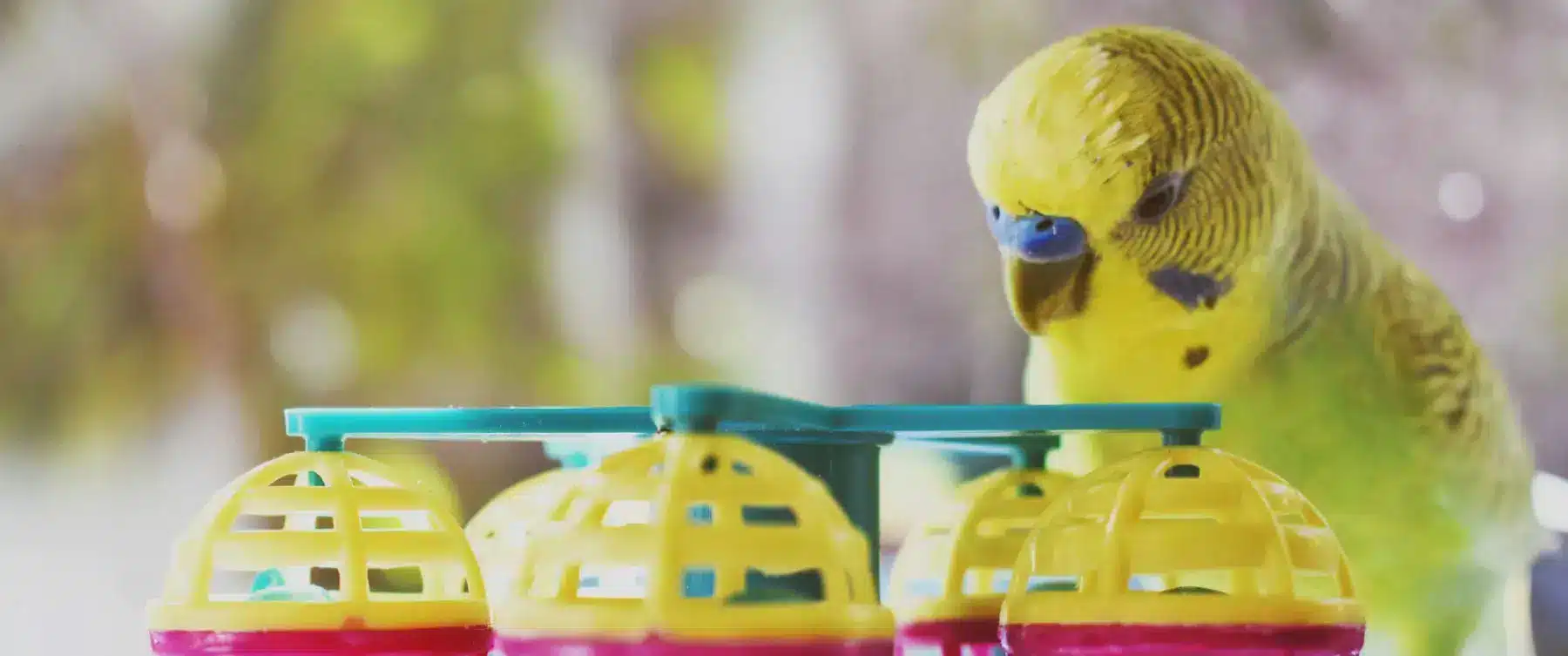 Jouet d'oiseau de compagnie | Pitou Minou et Compagnons