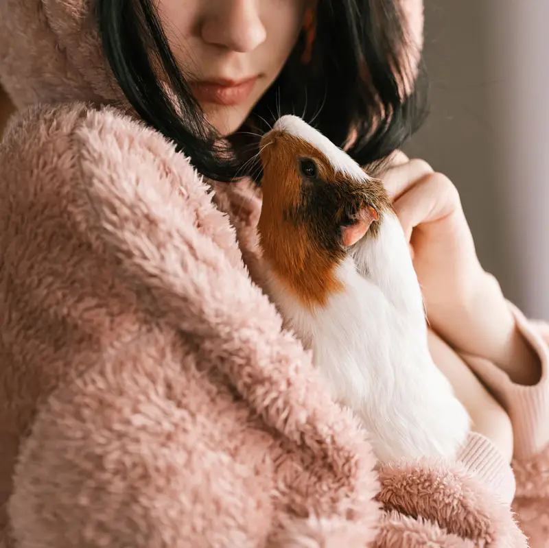 Cochon dinde dans les bras d'une jeune fille | Pitou Minou & Compagnons