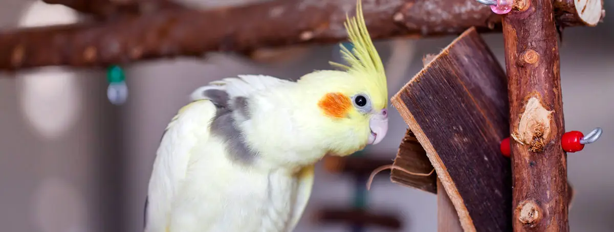 Oiseau de compagnie sur perchoir | Pitou Minou et Compagnons