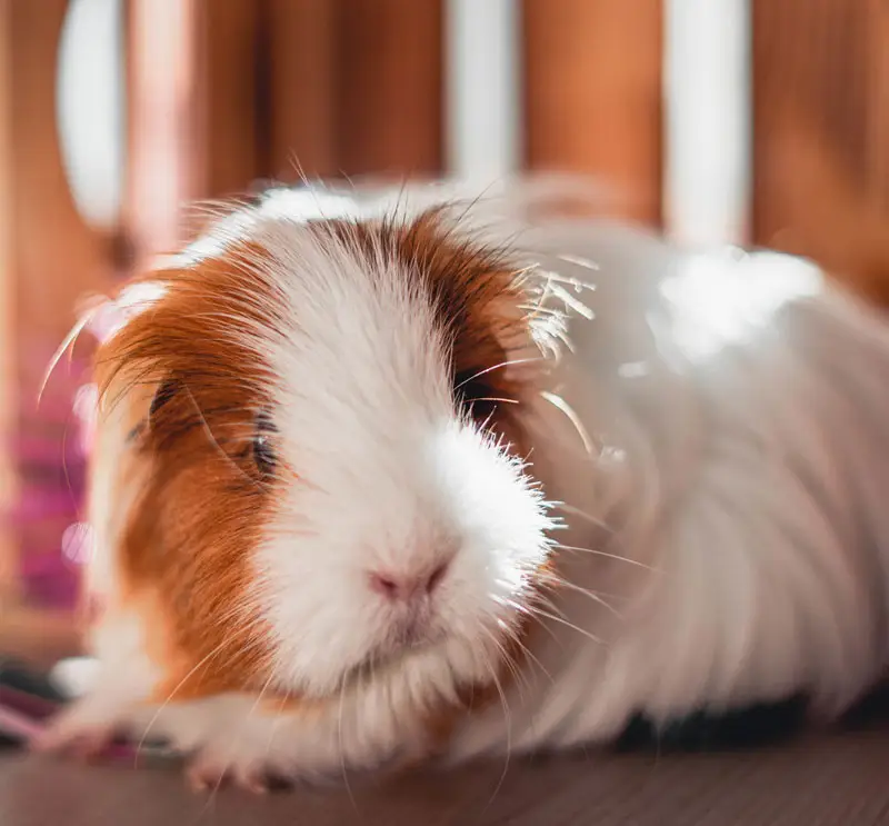 Cochon dinde dans une cage | Pitou Minou & Compagnons
