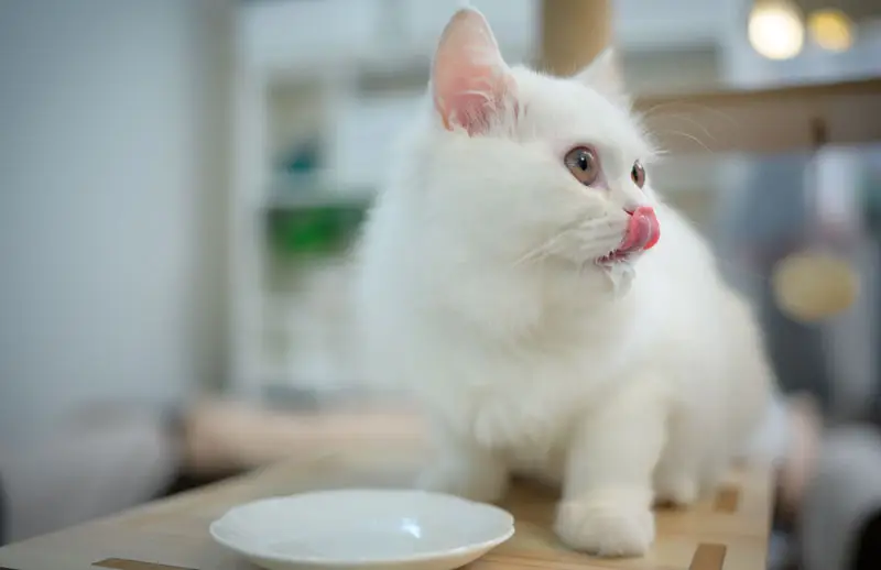 Chaton blanc | Oven-Baked Tradition