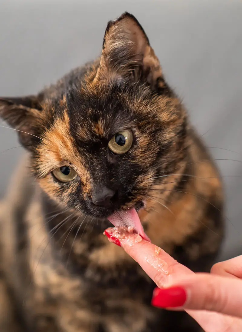 Chat qui goûte à nourriture de chat | Oven-Baked Tradition