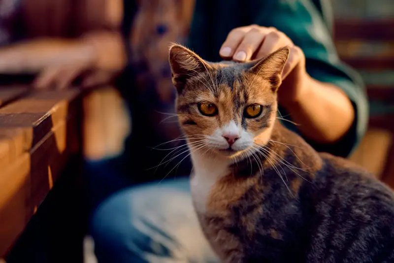Dame qui flatte un chat | Oven-Baked Tradition