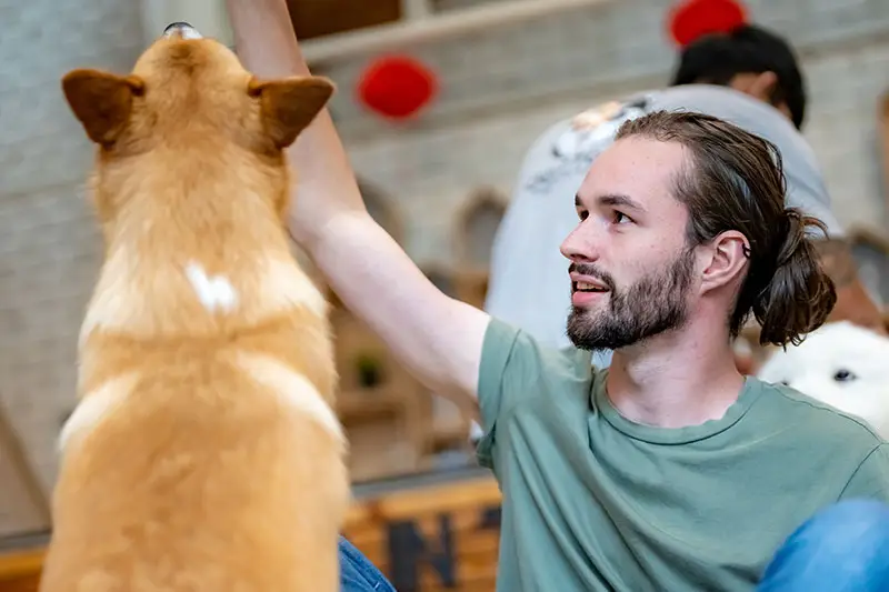 Example de stimulation mentale chien et jeune homme | Pitou Minou & Compagnons