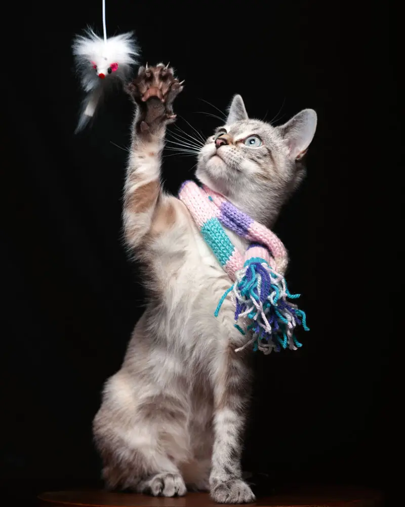 produits animaliers pour chats | Pitou Minou et Compagnons