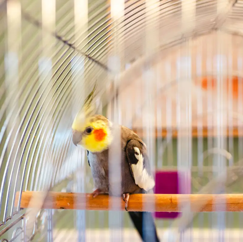 produits animaliers pour oiseaux | Pitou Minou et Compagnons