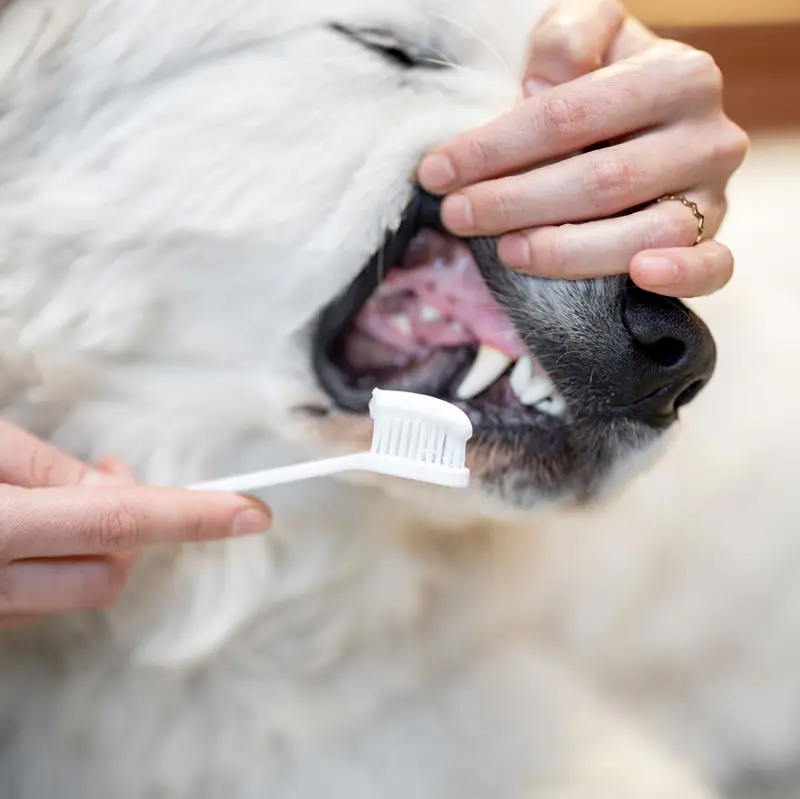produits animaliers pour chiens | Pitou Minou et Compagnons