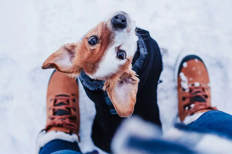 Chien avec les pattes et griffes protégées en hiver | Pitou Minou & Compagnons