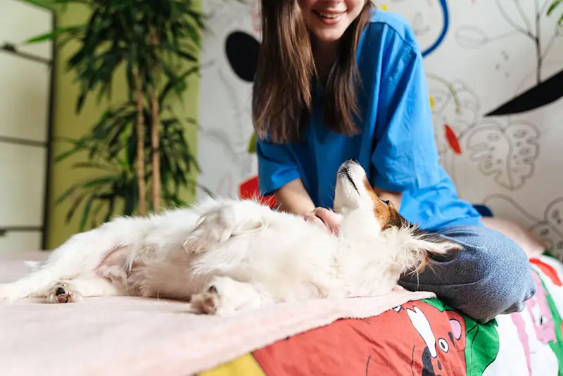 Fille effectuant massage canin | Pitou Minou & Compagnons