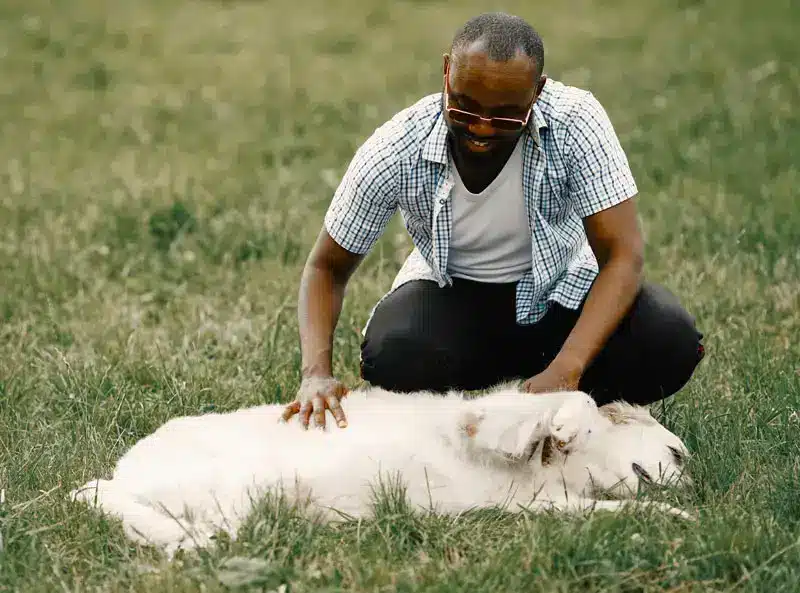 Homme noir effectuant massage canin | Pitou Minou & Compagnons