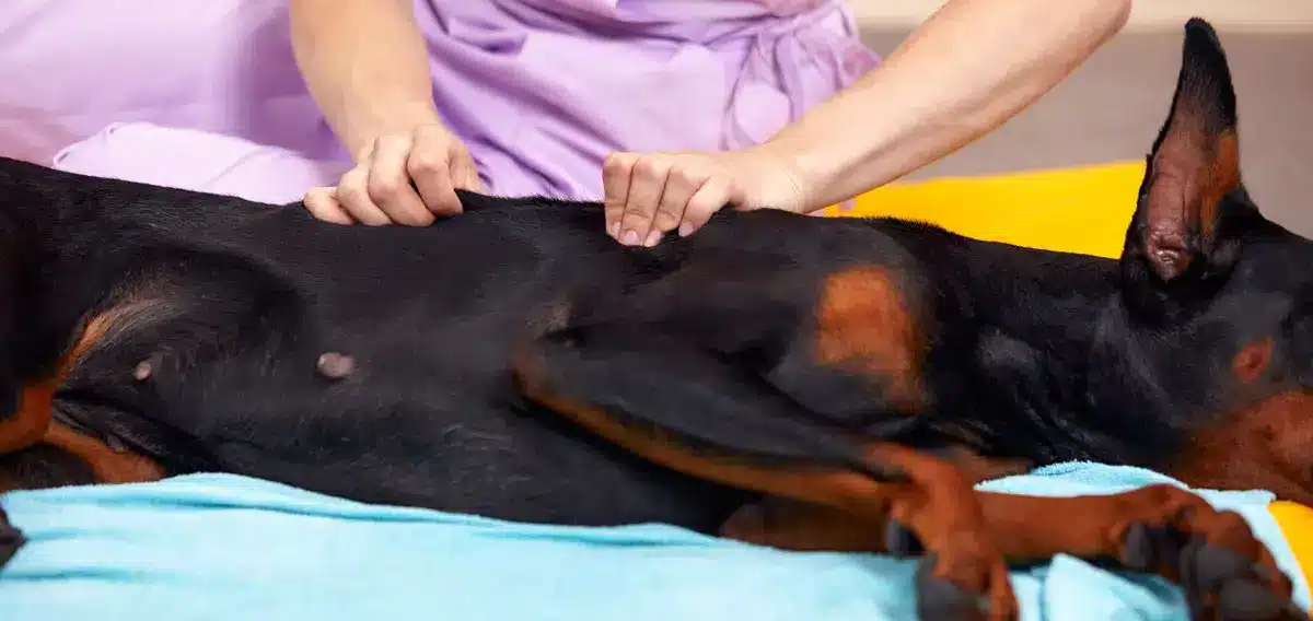 Thérapeute effectuant massage canin | Pitou Minou & Compagnons
