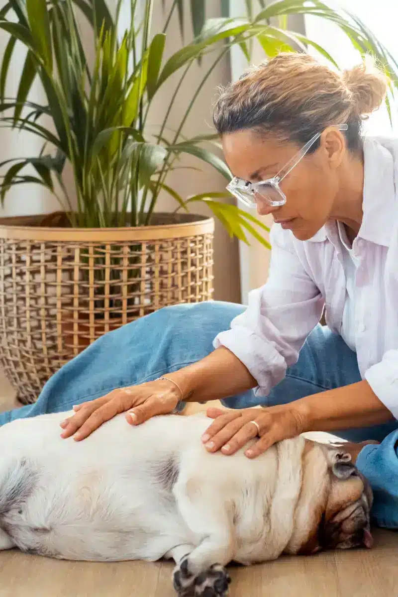 Femme effectuant massage canin | Pitou Minou & Compagnons