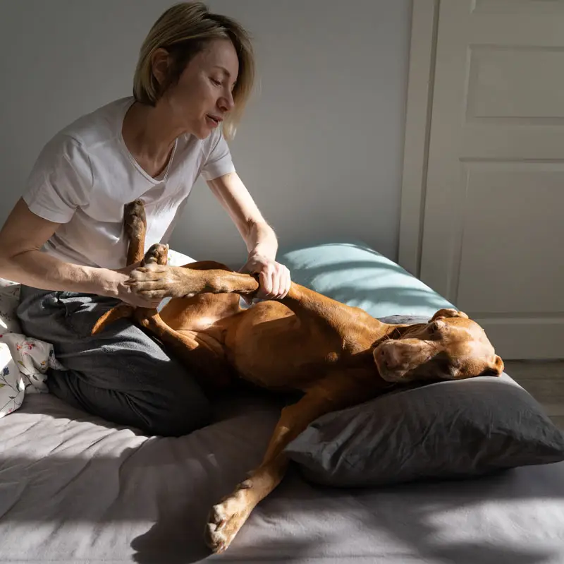 Femme effectuant massage canin | Pitou Minou & Compagnons