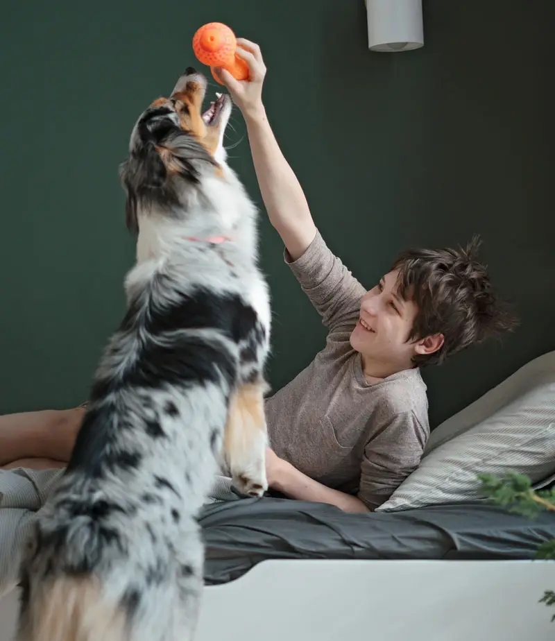 Example de stimulation mentale chien et jeune homme | Pitou Minou & Compagnons