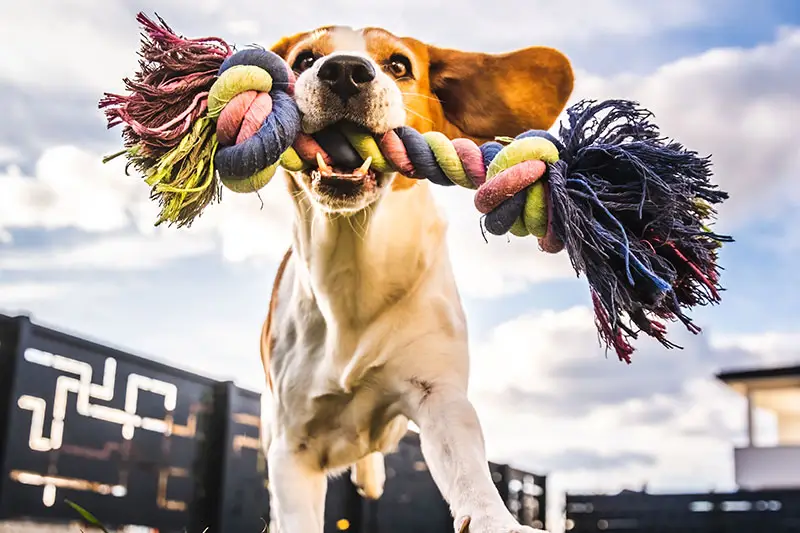 produits animaliers pour chiens | Pitou Minou et Compagnons