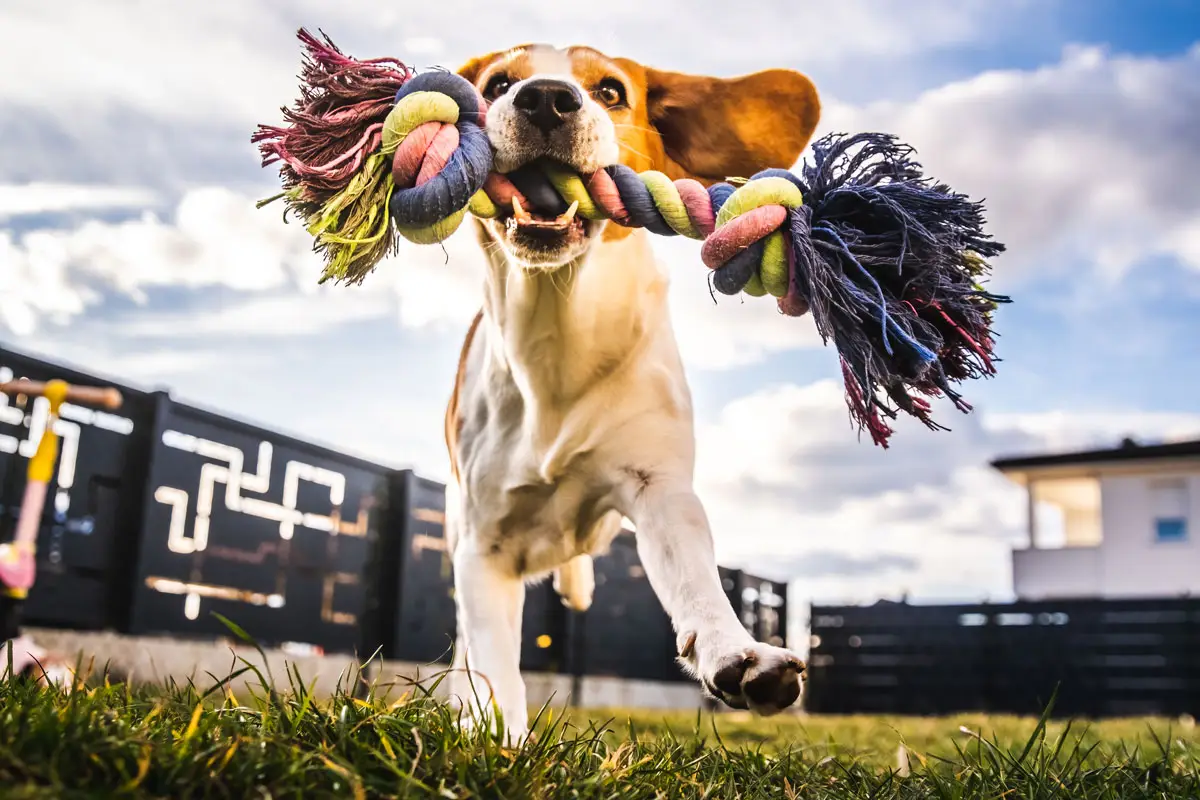 produits animaliers pour chiens | Pitou Minou et Compagnons