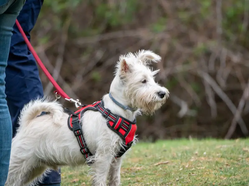 Westie avec harnais pour chien | Pitou Minou & Compagnons
