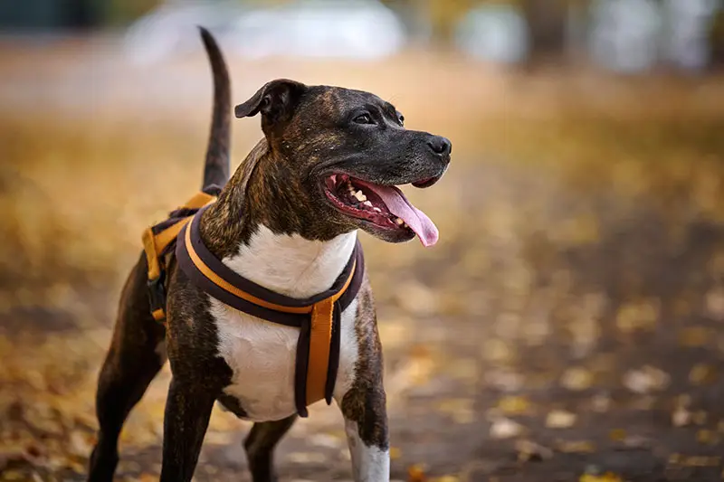 Bull Americain avec harnais pour chien | Pitou Minou & Compagnons