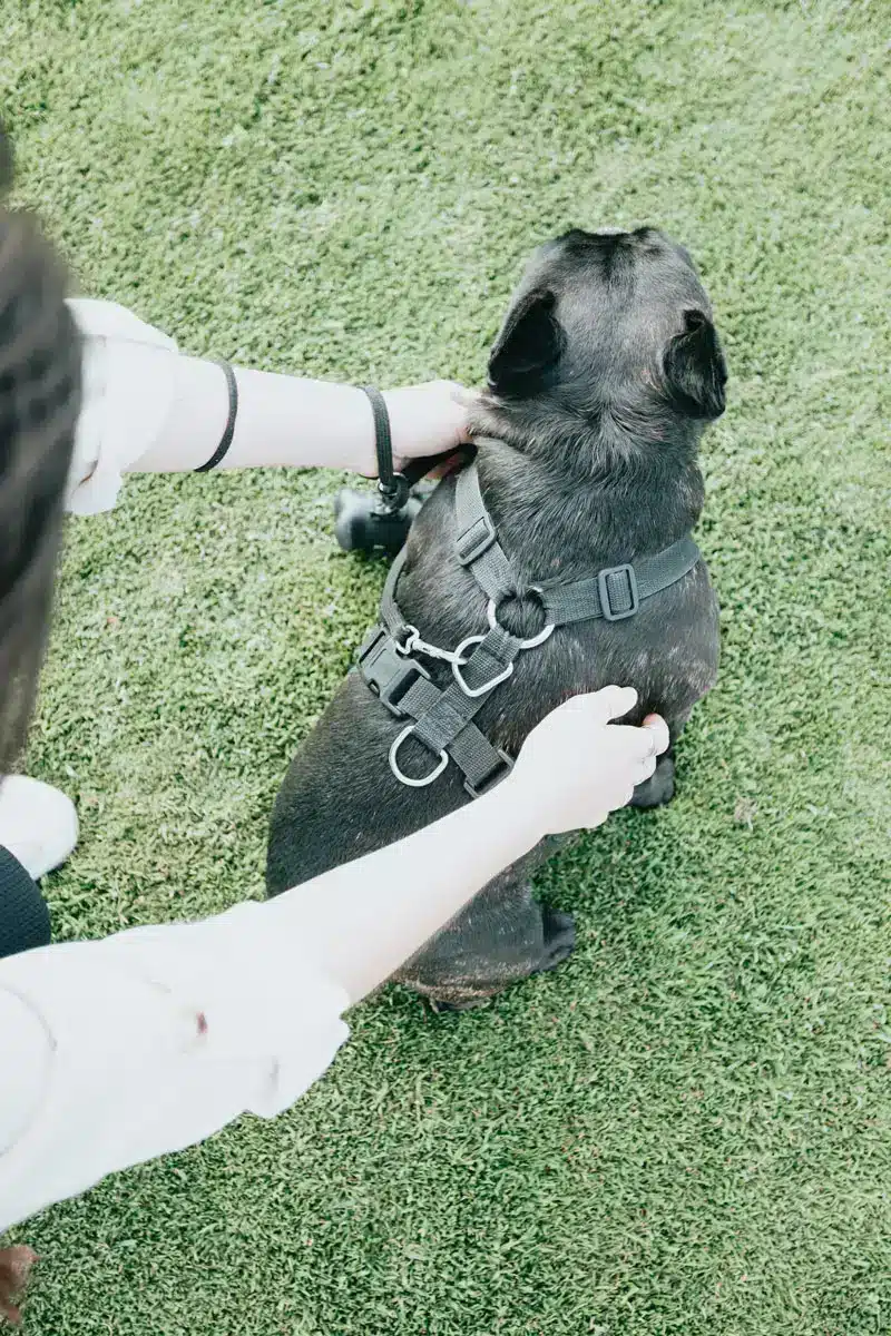 Pug avec harnais pour chien | Pitou Minou & Compagnons