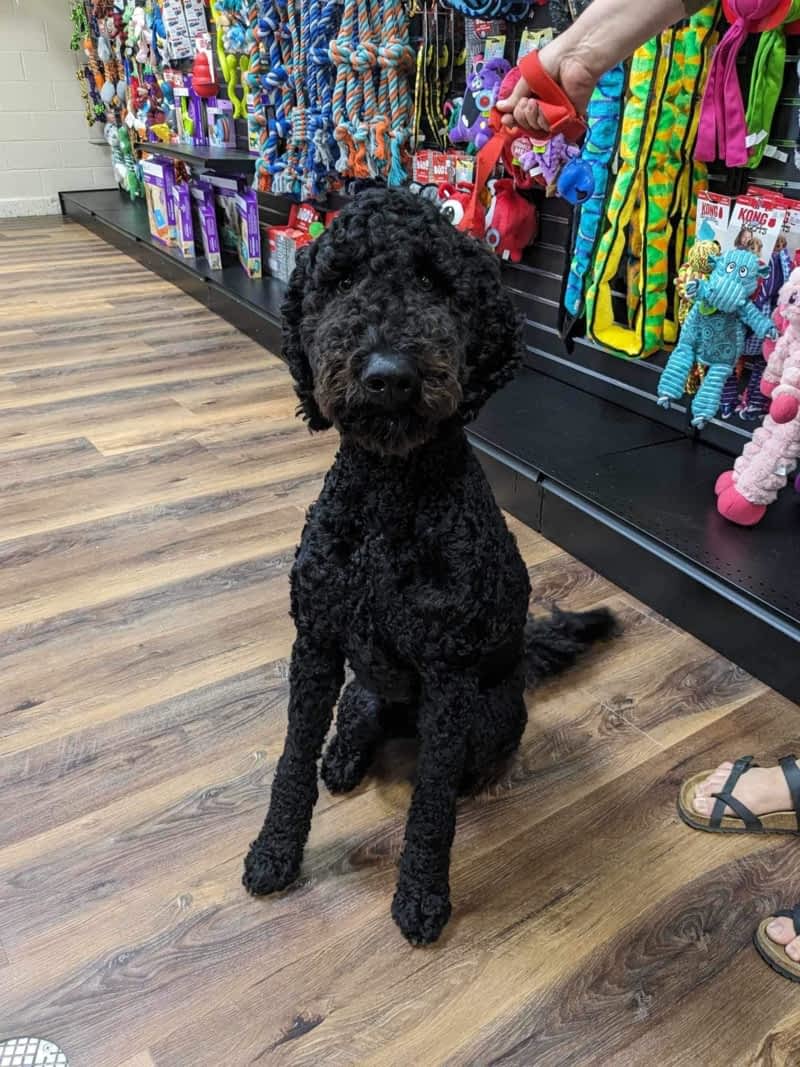 Chien noir à notre boutique de quartier | Pitou Minou & Compagnons