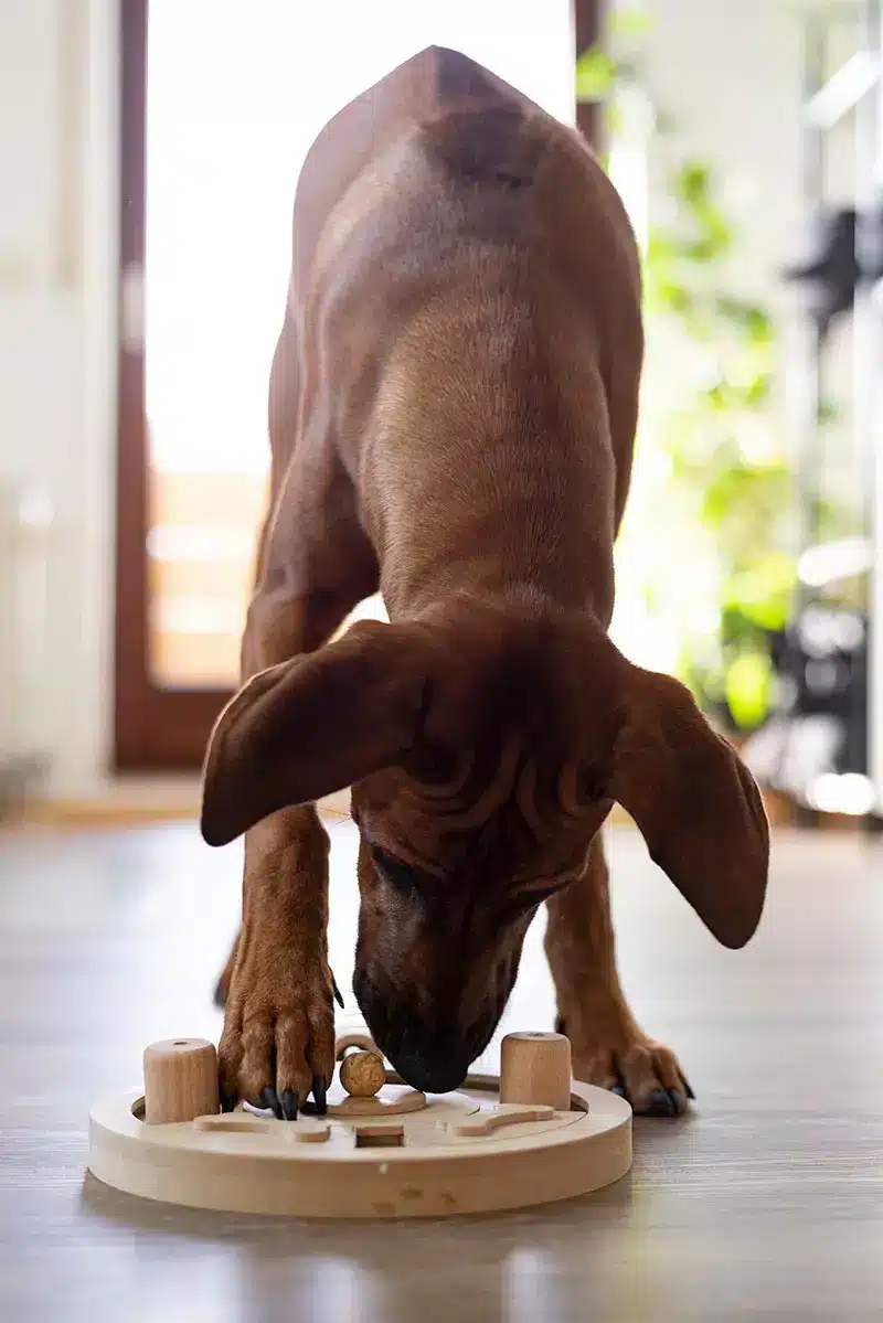 Chien avec jouet pour prévenir jappement excessif | Pitou Minou & Compagnons