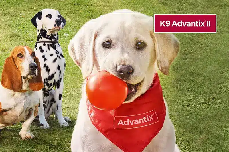 Chiens traités avec K9 Advantix II | Pitou Minou & Compagnons