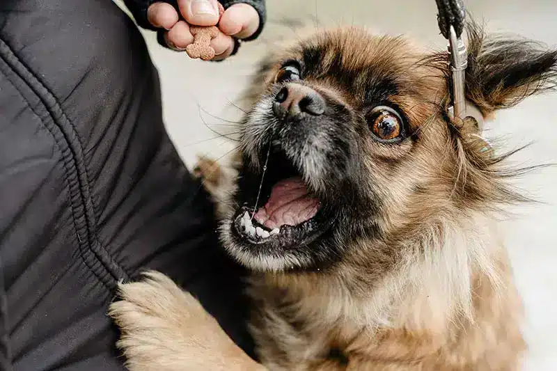 Dog veing given treat to prevent excessive barking | Pitou Minou & Compagnons